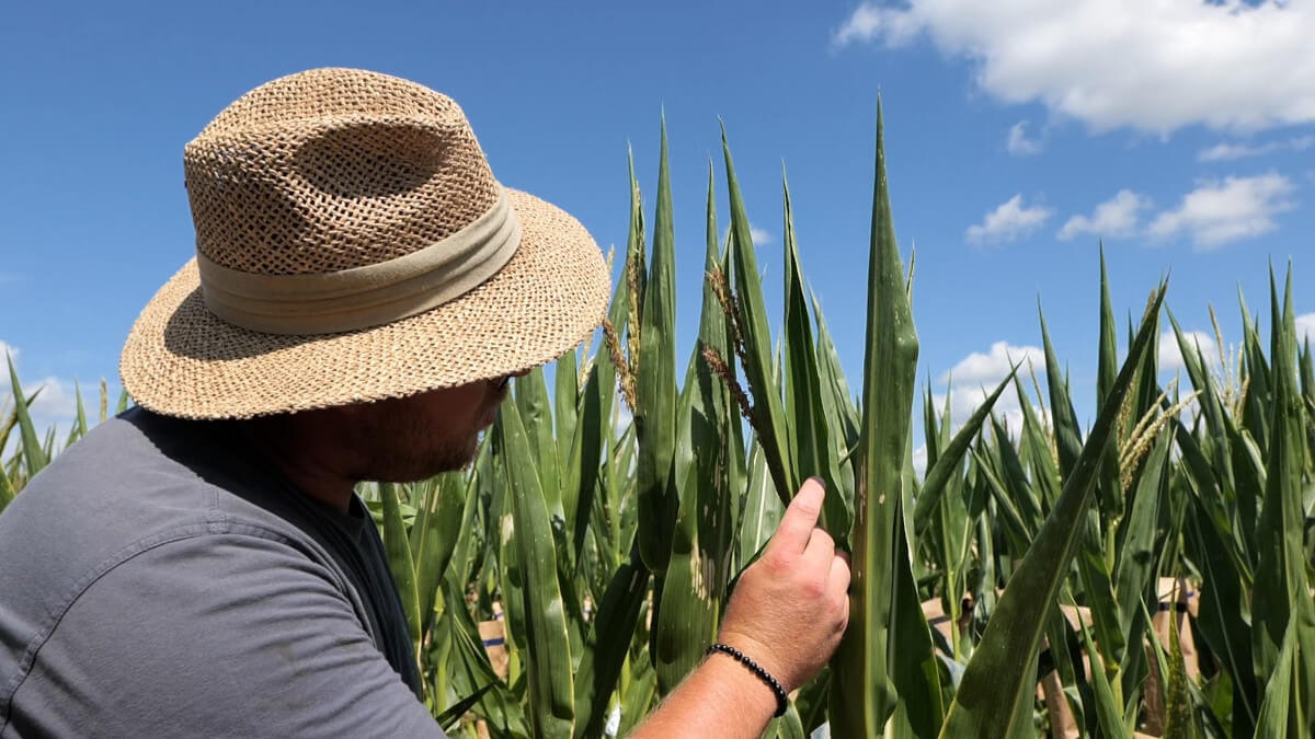 Man in cornfield