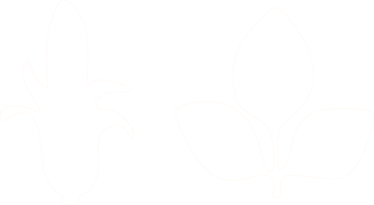 Maïs et soja