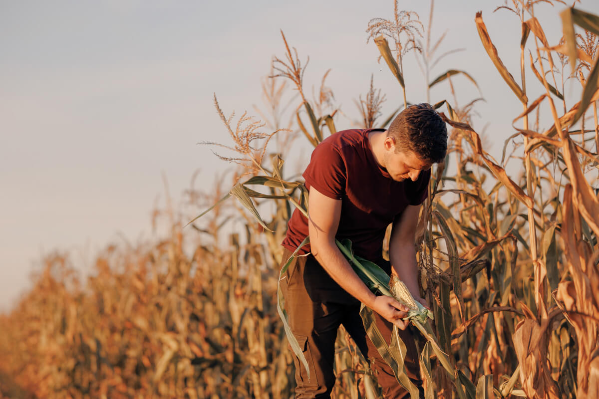 Homme dans le champ de maïs – © Parilov / Adobe Stock